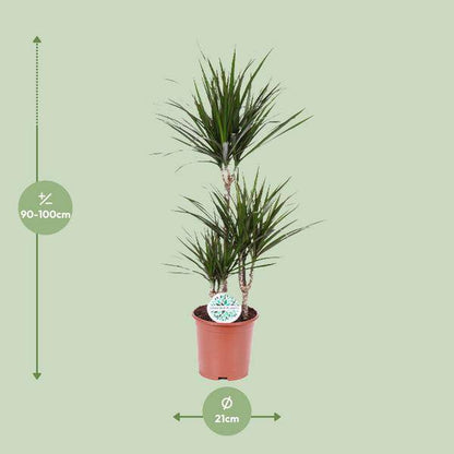 Drachenbaum Dracaena Marginata – Zimmerpflanze – Ø21 cm – 95-115 cm hoch – Halbschatten – Pflegeleicht – Wohnraumbegrünung 