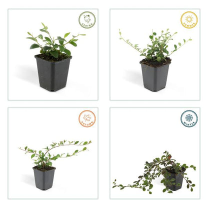 Cotoneaster dammeri – Teppich-Zwergmispel – Ø9cm – ↕10-25cm – 6 Pflanzen – Winterharter Bodendecker mit Blüten & Beeren 