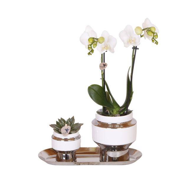 Set aus weißer Orchidee und Sukkulente auf Silbertablett 