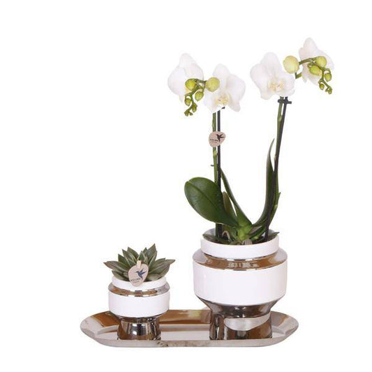 Set aus weißer Orchidee und Sukkulente auf Silbertablett 