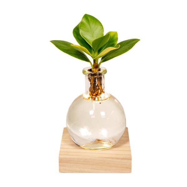 Clusia Hydroponie-Pflanze im Samoa Glas mit LED-Beleuchtung – Ø4cm × 10cm – Grünes Blattdekor für Innenräume – Pflegeleicht & Wasserbasiert 