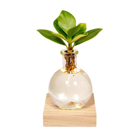Clusia Hydroponie-Pflanze im Samoa Glas mit LED-Beleuchtung – Ø4cm × 10cm – Grünes Blattdekor für Innenräume – Pflegeleicht & Wasserbasiert 