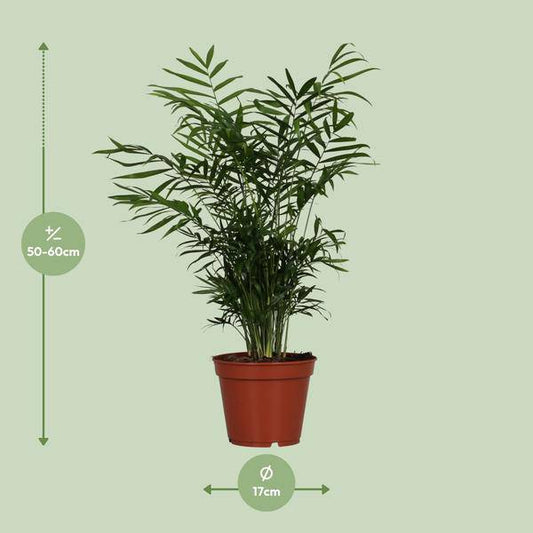 Mexikanische Bergpalme - Chamaedorea Elegans - Zimmerpflanze - Ø17cm - ↕55cm 