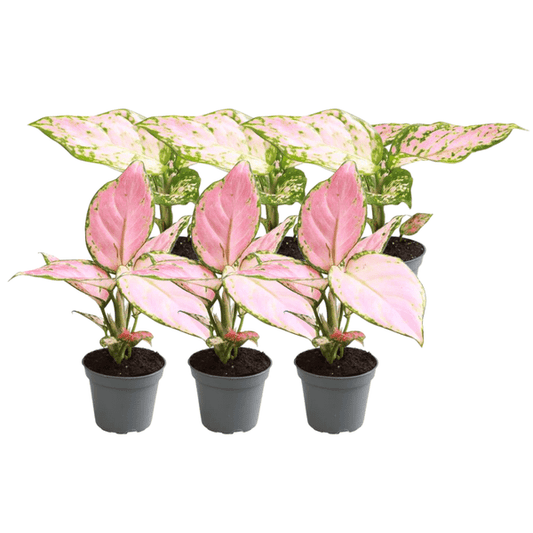 Kolbenfaden Aglaonema Mix – 6er Set Zimmerpflanzen – 3x Aglaonema Rote Valentine & 3x Aglaonema Roter Zirkon – Pflegeleicht & dekorativ 