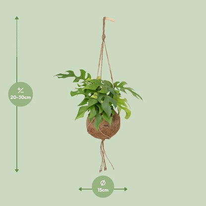 Lochpflanze Monstera Minima – Kokodama Zimmerpflanze – Ø15cm – 25 cm hoch – Halbschatten – Pflegeleicht – Tropisches Grün für Innenräume 