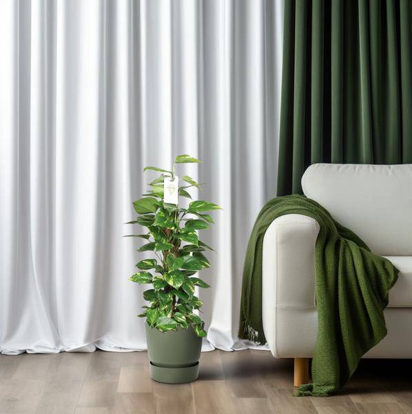 Efeutute Epipremnum Scindapsus Pinnatum – Goldene Efeutute am Moosstock – Ø19cm – ↕80cm – Luftreinigende Zimmerpflanze mit herzförmigen Blättern – Pflegeleicht & dekorativ – Für Wohnzimmer & Büro 