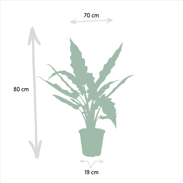Alocasia Cucullata - Ø19cm - ↕60cm + Alocasia Lauterbachiana - Ø19cm - ↕75cm 