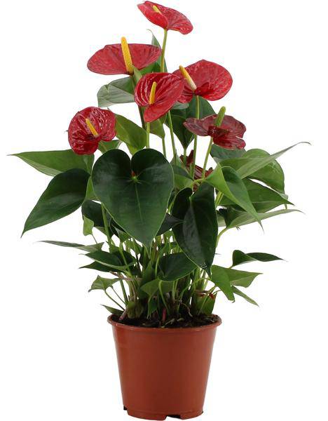 Flamingoblume – Anthurium Success Rot – Zimmerpflanze – Mit transparenter Hülle – Elegante Geschenkidee – Exotische Blüten – Pflegeleicht für Innenräume 