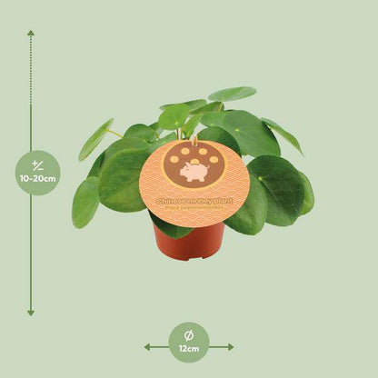 Chinesischer Geldbaum - Pilea Peperomioides - Zimmerpflanze - Ø12cm - ↕20cm 