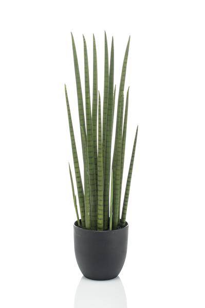 Kunstpflanze - Sansevieria Cylindrica - Frauenzunge - 70 cm 