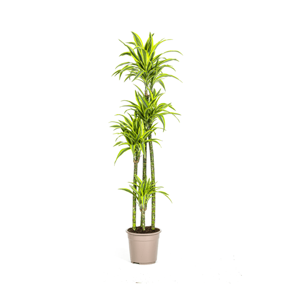 Drachenbaum Dracaena Deremensis Lemon Lime – Zimmerpflanze – Ø27 cm Topf – 180 cm hoch – dekorative Blattpflanze mit lebhaften Grüntönen 