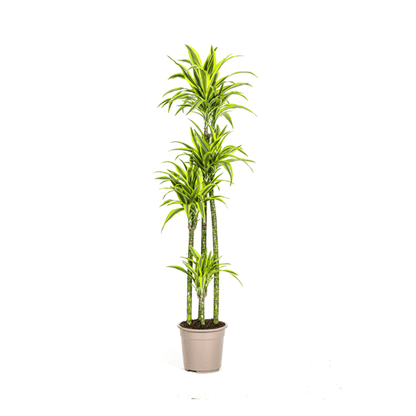 Drachenbaum Dracaena Deremensis Lemon Lime – Zimmerpflanze – Ø27 cm Topf – 180 cm hoch – dekorative Blattpflanze mit lebhaften Grüntönen 