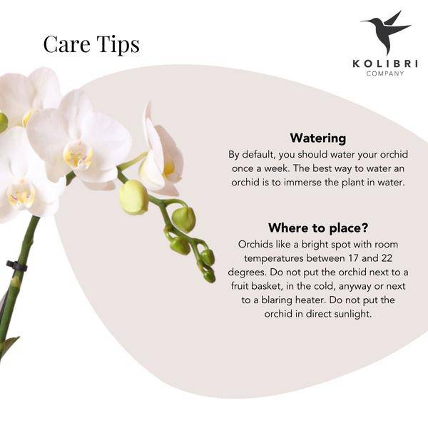Weiße Phalaenopsis-Orchidee Amabilis + Diamant-Dekotopf gold – Ø9cm – 40cm hoch – Blühende Zimmerpflanze im eleganten Metallic-Topf 