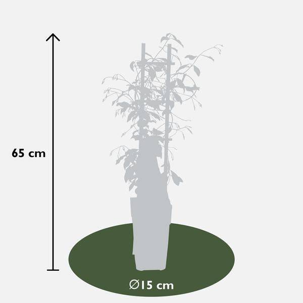 Sternjasmin Trachelospermum 'Star of Venice' – Weiß – Immergrüne Kletterpflanze – ca. 65cm Höhe – Duftender mediterraner Jasmin für Terrasse & Balkon 