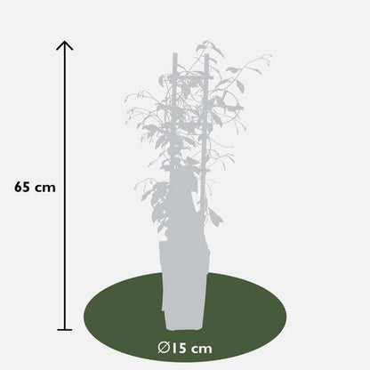 Sternjasmin Trachelospermum 'Star of Venice' – Weiß – Immergrüne Kletterpflanze – ca. 65cm Höhe – Duftender mediterraner Jasmin für Terrasse & Balkon 