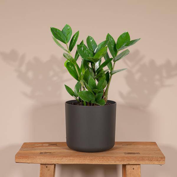 Glücksfeder - Zamioculcas - Zimmerpflanze - Ø12cm - ↕35cm 