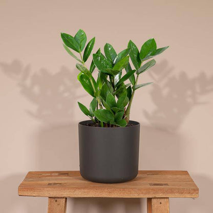 Glücksfeder - Zamioculcas - Zimmerpflanze - Ø12cm - ↕35cm 