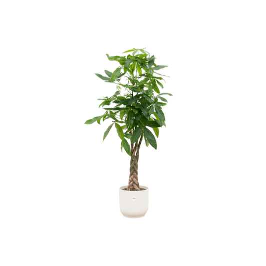 Glückskastanie – Pachira Aquatica – Zimmerpflanze – 150cm hoch – Ø30cm inkl. Vibes Fold Topf Weiß – Exotische Grünpflanze mit geflochtenem Stamm – Glücks- & Feng Shui Pflanze für Innenräume 