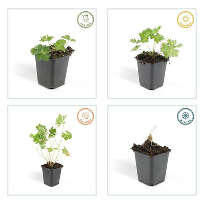 Geranium Rozanne – Storchschnabel – Ø9cm – ↕10-25cm – 6 Pflanzen – Lila Blüten, Bodendecker 