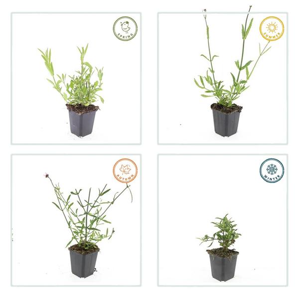 Verbena bonariensis – 6 Pflanzen – Patagonisches Eisenkraut – Lila Blüten – Schmetterlings- & Bienenfreundlich – Pflegeleicht & Winterhart 