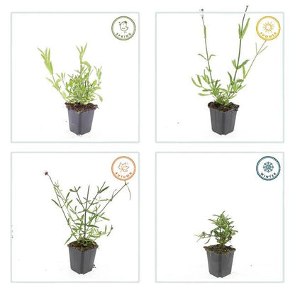 Verbena bonariensis – 6 Pflanzen – Patagonisches Eisenkraut – Lila Blüten – Schmetterlings- & Bienenfreundlich – Pflegeleicht & Winterhart 