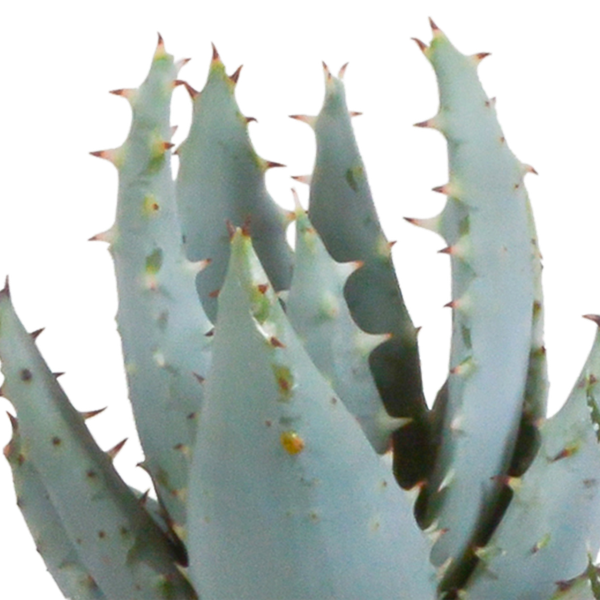 Sukkulenten Mix Gasteria & Haworthia – Ø8,5cm Zimmerpflanzen im Terrakotta – Topf – Verschiedene Mini – Ansicht 13