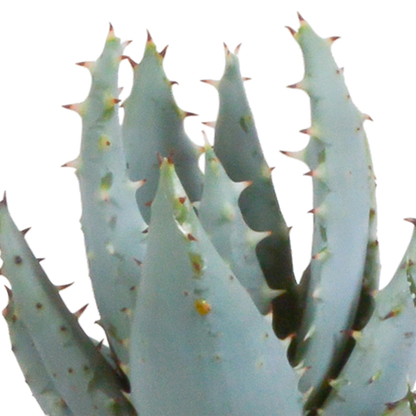 Sukkulenten Mix Gasteria & Haworthia – Ø8,5cm Zimmerpflanzen im Terrakotta – Topf – Verschiedene Mini – Ansicht 13