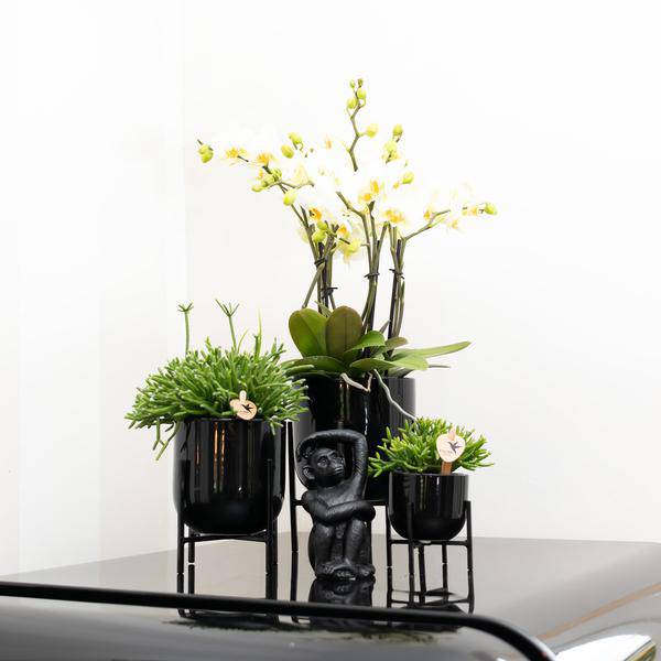 Ornament Sitzender Affe – Schwarz – Dekofigur aus Polystone – 13cm hoch – Handgefertigte Skulptur – Für Zimmerpflanzen & Interieur – Dekoration Wohnzimmer 