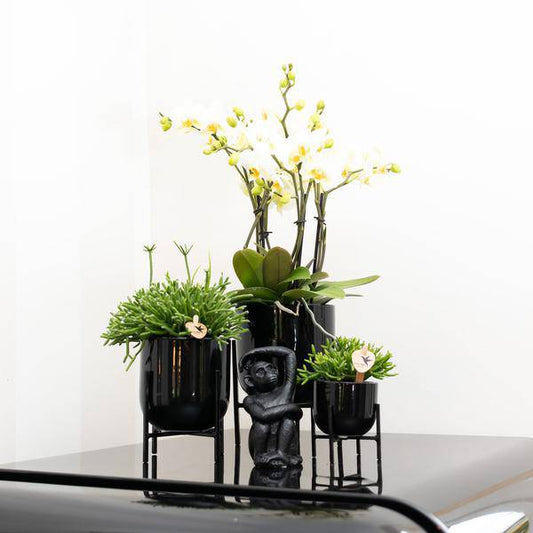 Ornament Sitzender Affe – Schwarz – Dekofigur aus Polystone – 13cm hoch – Handgefertigte Skulptur – Für Zimmerpflanzen & Interieur – Dekoration Wohnzimmer 