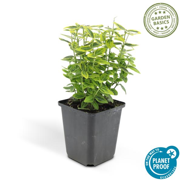 Spindelstrauch Euonymus fortunei 'Emerald 'n Gold' – 6 Pflanzen – ↕10-25cm – Ø9cm – Immergrün, gelb-grünes Laub – Hecke, Beet & Solitär – Pflegeleicht 