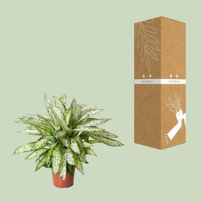 Dieffenbachie - Dieffenbachia Vesuvius - Zimmerpflanze - Ø27cm - ↕80cm 