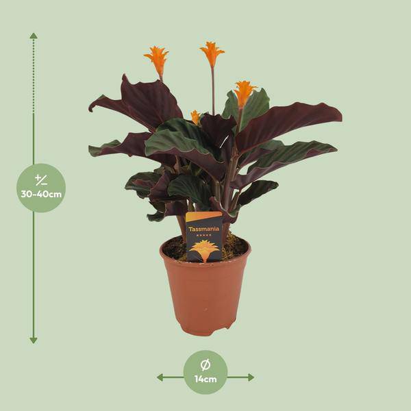 Safran-Korbmarante - Calathea Crocata - Zimmerpflanze - Ø14cm - ↕40cm 