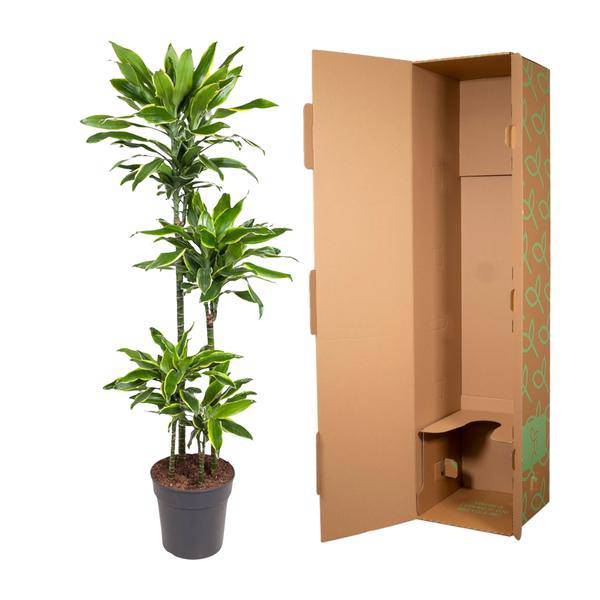 Drachenbaum – Dracaena Golden Coast 140cm – Ø27cm – Zimmerpflanze mit grün-goldenen Blättern – Pflegeleichte Grünpflanze für Wohnzimmer, Büro & Wintergarten 