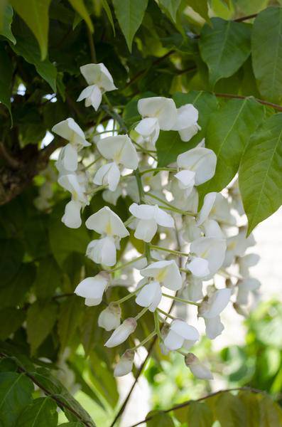 Blauregen - Wisteria floribunda 'Longissima Alba' - ↨65cm - Ø15cm - 2 Stück 