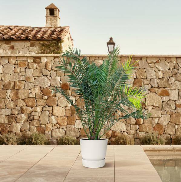 Phönix Canariensis – Kanarische Dattelpalme 300cm – Ø50cm – XXL-Palme mit gefiederten Blättern – Exotische Kübelpflanze für Wohnzimmer, Wintergarten, Terrasse & Garten – Pflegeleicht 