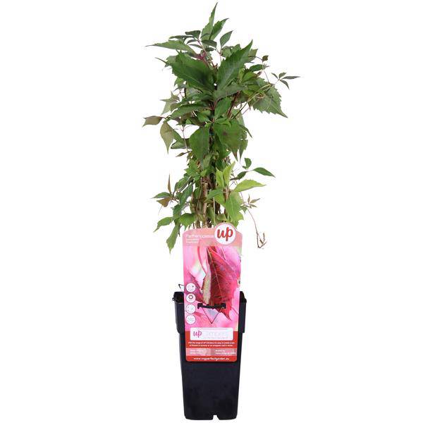 Wilder Wein - Parthenocissus q. var. 'Engelmannii' - Ø15cm - ↕65cm 
