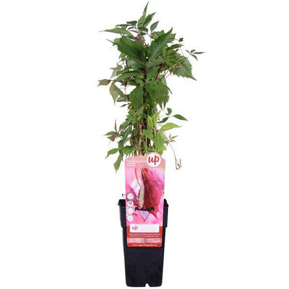 Wilder Wein - Parthenocissus q. var. 'Engelmannii' - Ø15cm - ↕65cm 