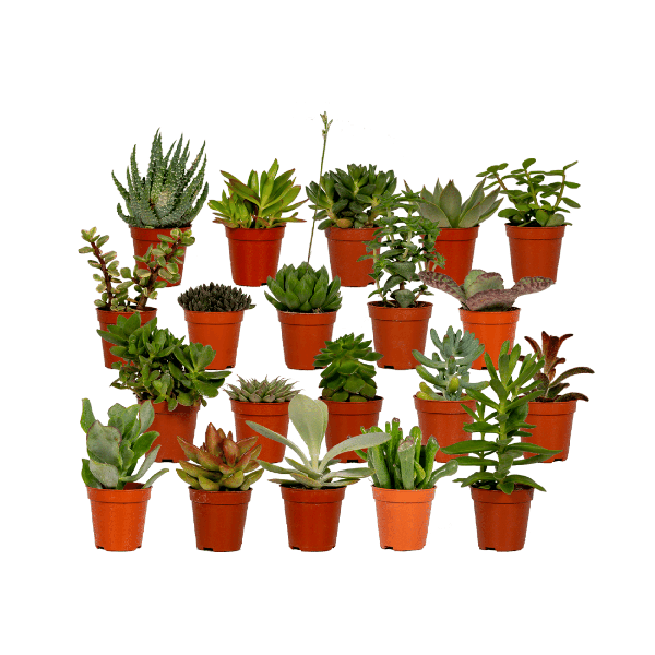 Sukkulenten Mix – 10 Pflanzen – Verschiedene Arten – Aloe Vera, Echeveria, Kalanchoe, Sedum – Zimmerpflanzen im Topf – Ø5,5cm