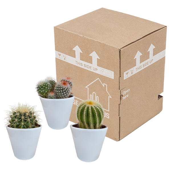 Kaktus - Bolcactus - Mix - 8,5 cm - Zimmerpflanze - in weißem Topf 