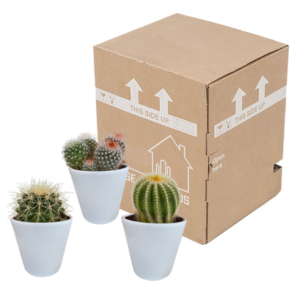 Kaktus - Bolcactus - Mix - 8,5 cm - Zimmerpflanze - in weißem Topf 
