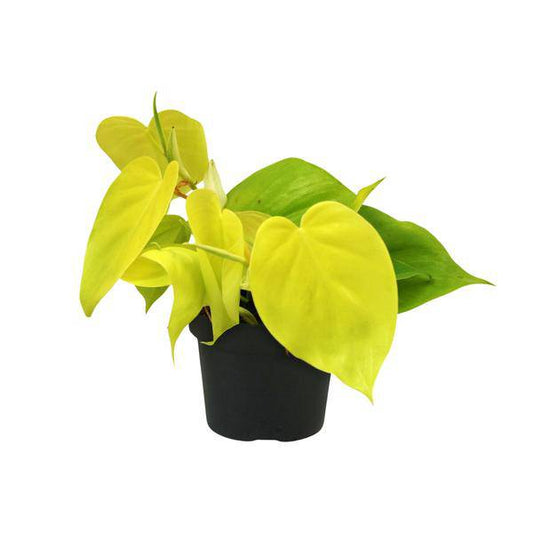 Baumfreund - Philodendron Lime - Zimmerpflanze - Ø12cm - ↕20cm 