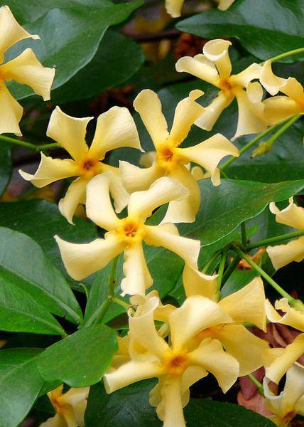 Sternjasmin Trachelospermum 'Star of Toskana' – Gelb – Immergrüne Kletterpflanze – ca. 65cm Höhe – Duftender mediterraner Jasmin für Terrasse & Balkon 