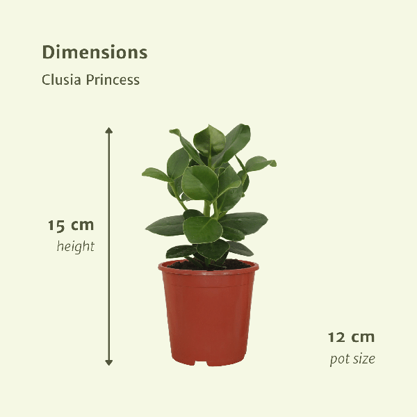 Signaturbaum - Clusia Princess - Zimmerpflanze - Ø12cm - ↕15cm - 2 Stück 