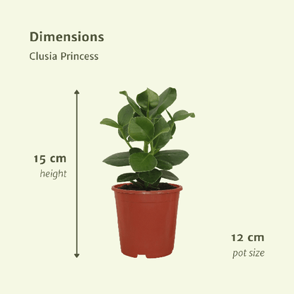 Signaturbaum - Clusia Princess - Zimmerpflanze - Ø12cm - ↕15cm - 2 Stück 