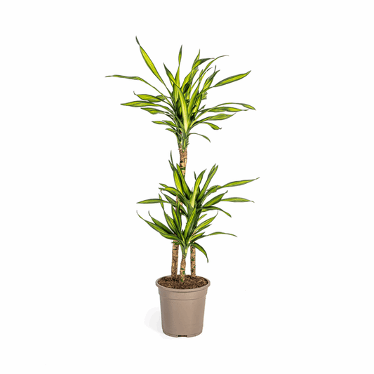 Dracaena Deremensis Rikki - Drachenbaum - Zimmerpflanze - Ø21cm - ↕90-110cm 