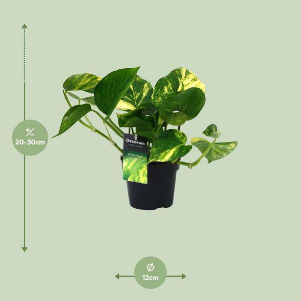 Efeutute - Scindapsus Epipremnum Aureum - Zimmerpflanze - Ø12cm - ↕25cm 