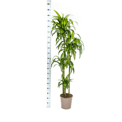 Drachenbaum Dracaena Deremensis Hawaiian Sunshine – Zimmerpflanze – Ø27 cm Topf – Höhe 180 cm – Tropischer Look & pflegeleicht 