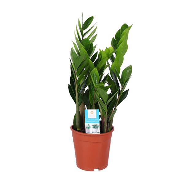 Glücksfeder - Zamioculcas Zamiifolia - Zimmerpflanze - Ø17cm - ↕60cm 