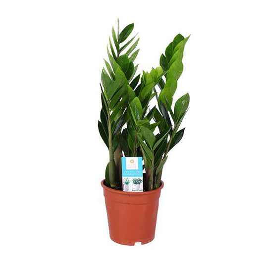 Glücksfeder - Zamioculcas Zamiifolia - Zimmerpflanze - Ø17cm - ↕60cm 