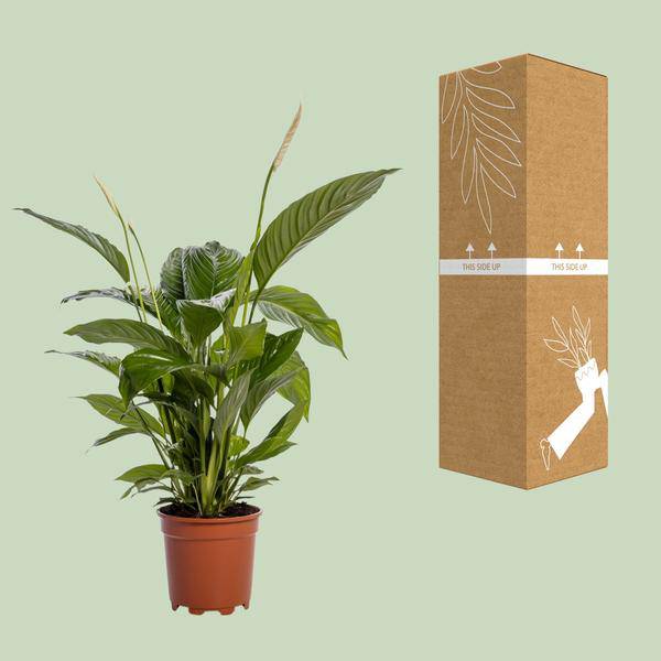 Einblatt - Spathiphyllum Bingo Cupido - Zimmerpflanze - Ø19cm - ↕80cm 